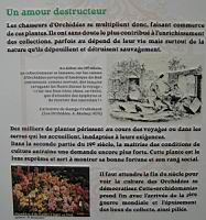 20 - L'engouement pour les orchidees au 19e siecle (2).jpg